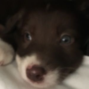 Meet your Posher, Carrick